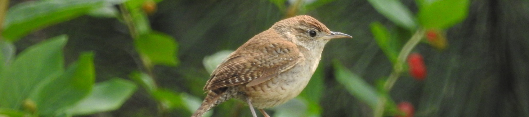 Wausau Bird Club