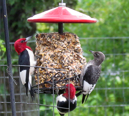Red-headed Woodpeckers by Kate Srozinski